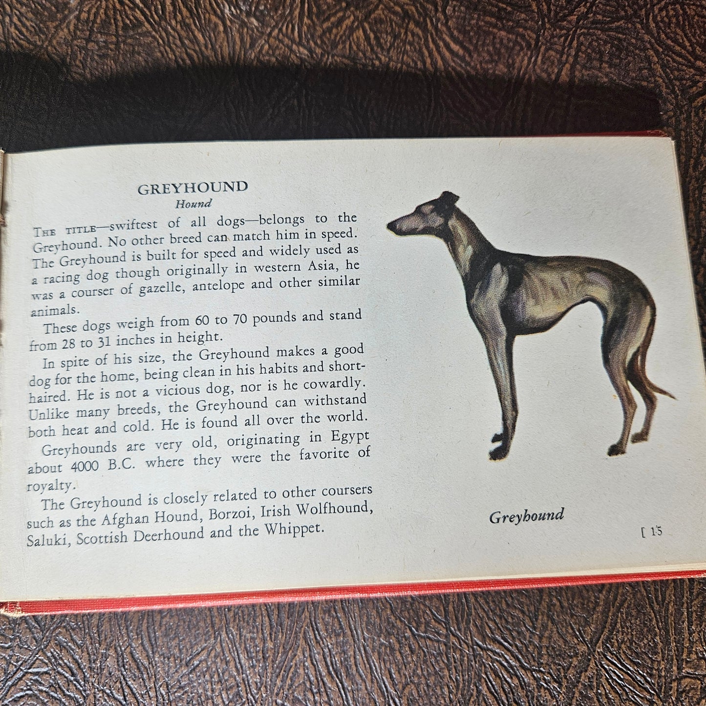 Vintage Red and Blue Book of Dogs Set 1930s Illustrated Dog Books