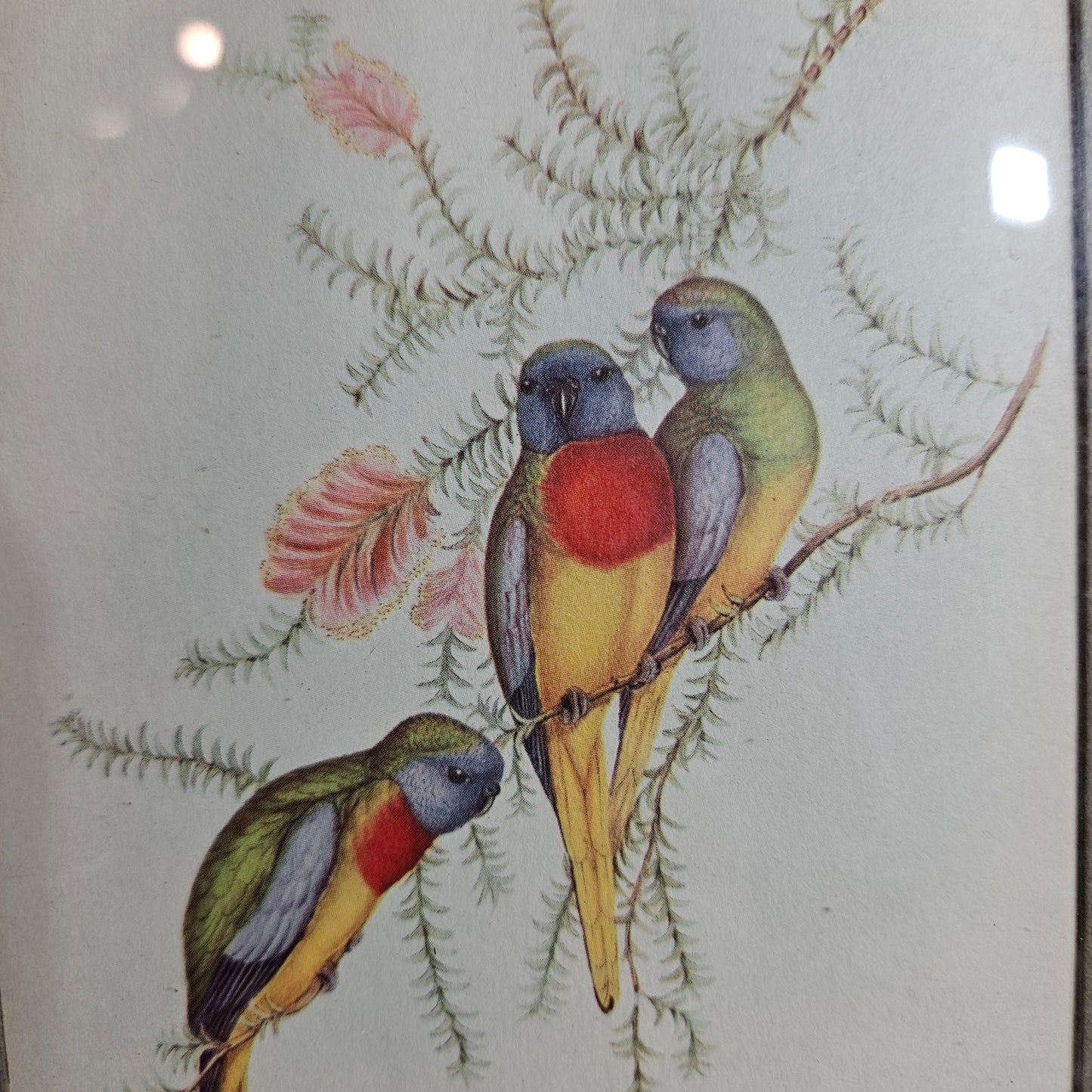 Vintage Framed Bird Print Wall Art