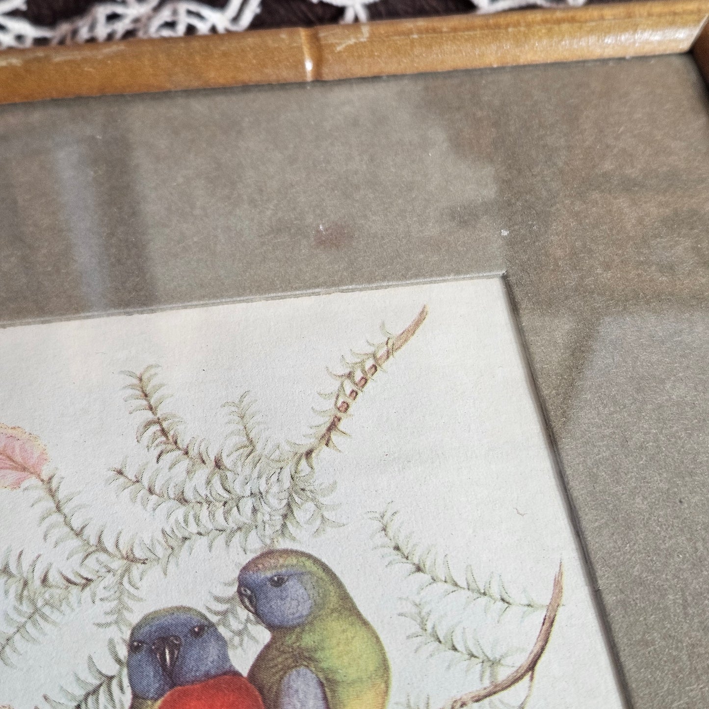 Vintage Framed Bird Print Wall Art