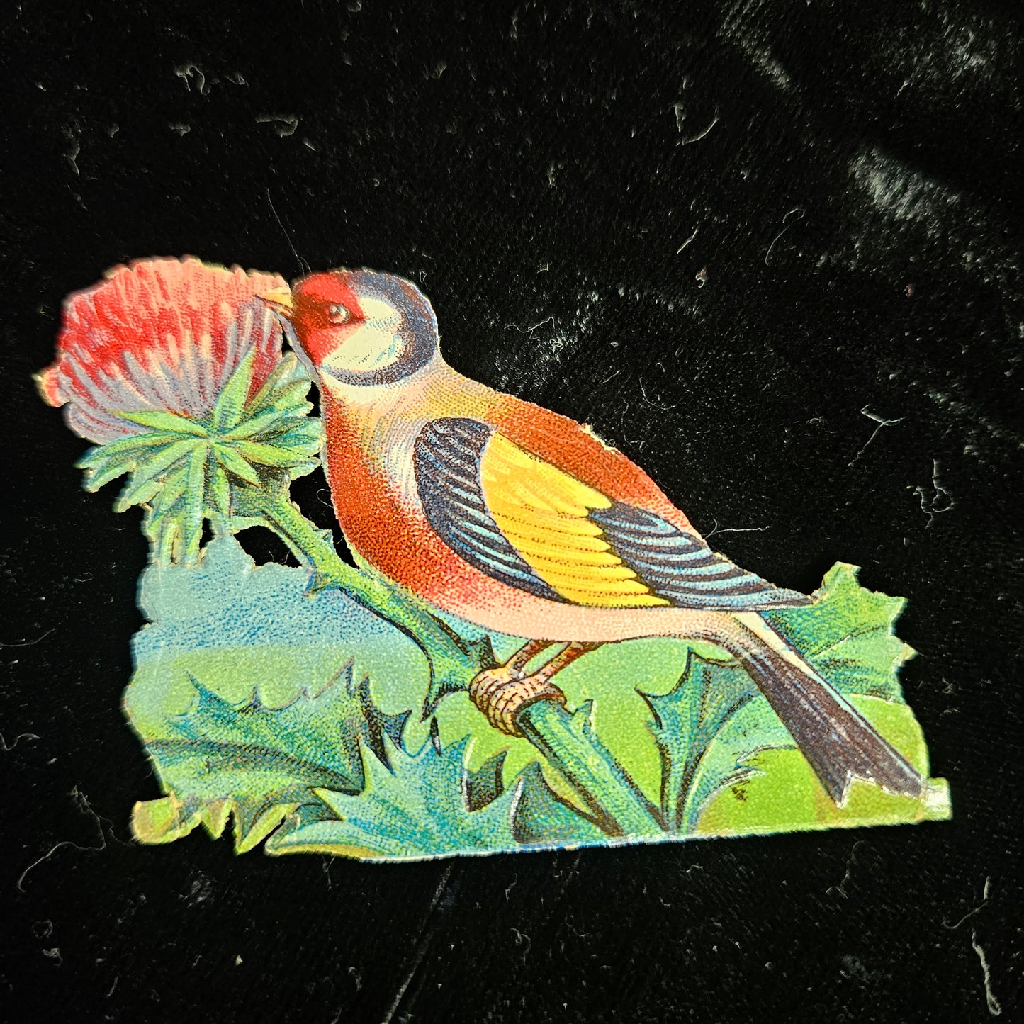 Victorian Songbird Die Cut Scrap
