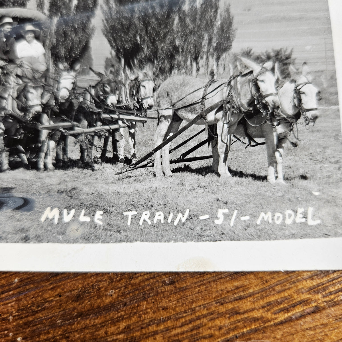 Yellowstone Pete Mule Train Group Portrait RPPC