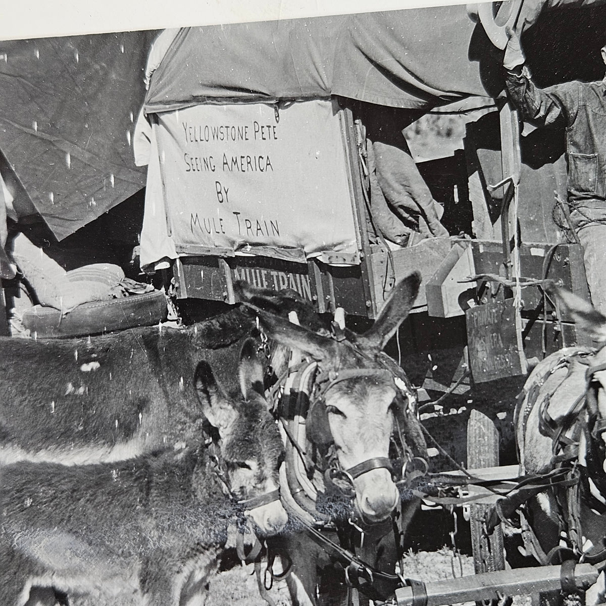 Yellowstone Pete Mule Train RPPC Portrait Scene