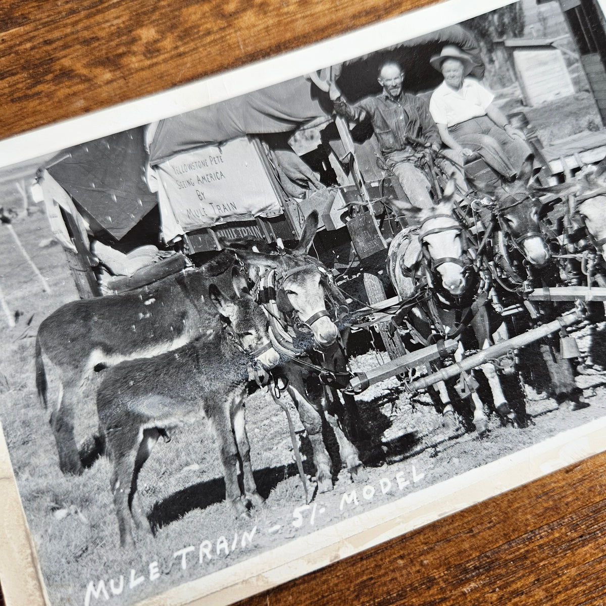 Yellowstone Pete Mule Train RPPC Portrait Scene
