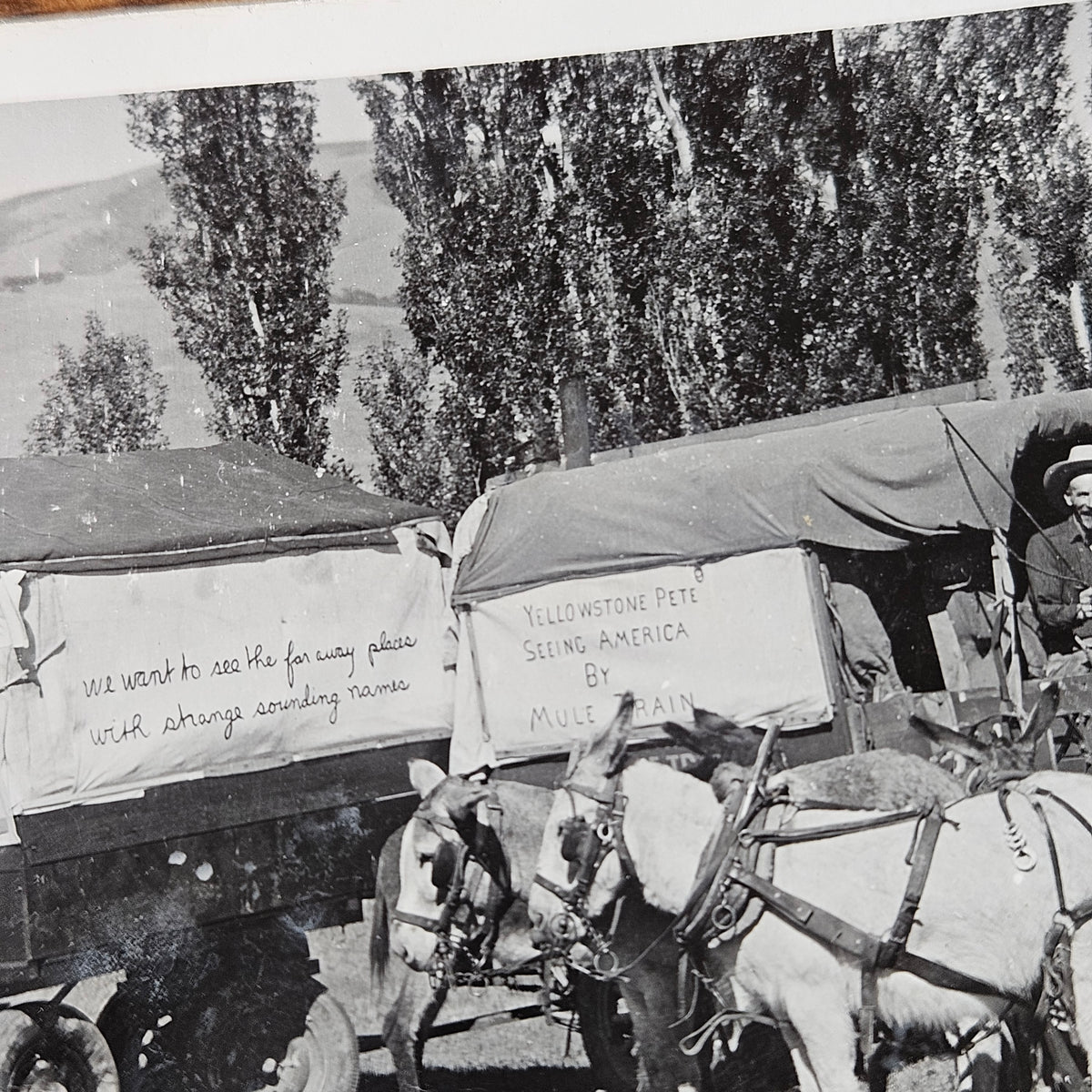 Yellowstone Pete Mule Train RPPC Wide Scene